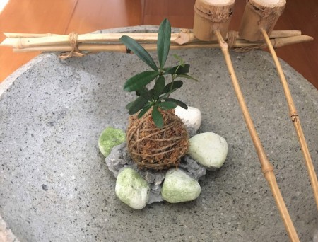 水苔小玉